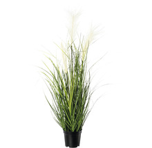Kunstpflanze Pampasgras Höhe: 76 cm creme