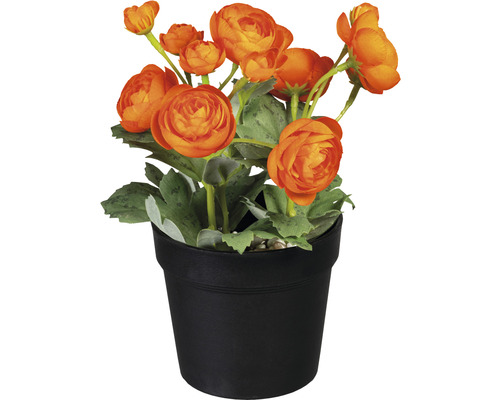 Höhe: orange bei jetzt 20 kaufen cm Ranunkel Kunstpflanze