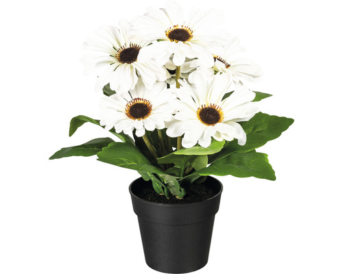 Kunstpflanze Gerberabusch im Topf schwarz Höhe: 27 cm creme Kunstpflanze Margeriten in einem schwarzen Topf.