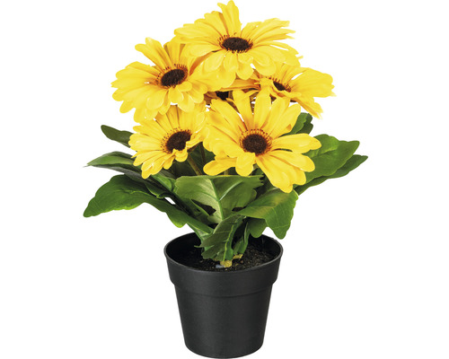Kunstpflanze Gerberabusch inkl. Topf schwarz Höhe: 27 cm gelb Künstliche Margeriten im Topf