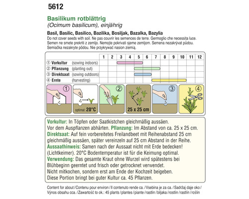 Informationen zur Aussaat von Basilikum mit roten Blättern