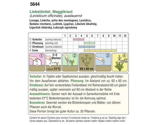 Aussaatanleitung für Liebstöckel, auch bekannt als Maggikraut