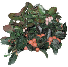 Immergrüne Scheinbeere mit Blättern und Beeren