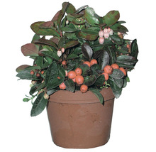 Gaultheria in einem Topf mit Blättern und Beeren