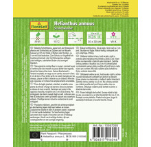 Helianthus annuus Schnittwunder Samenpackung von FloraSelf