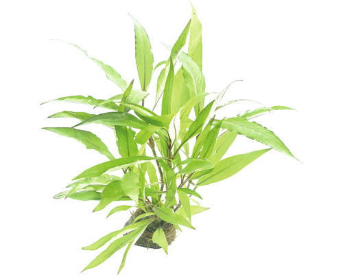 Aquarium Pflanze mit länglichen Blättern auf einem Ballen