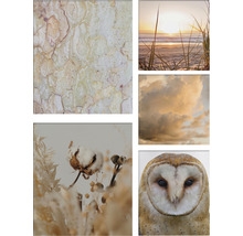 Wandbild mit fünf verschiedenen Motiven: Baumrinde, Sonnenuntergang am Strand, Wolken, Baumwollblüten und Eule