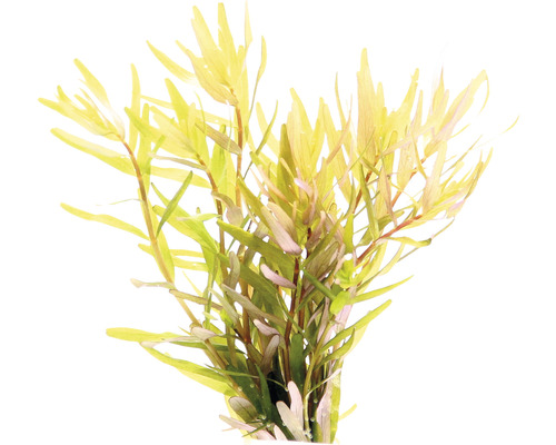 Wasserpflanze mit schmalen Blättern für Aquarien