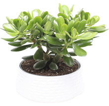 Geldbaum im weißen Keramiktopf