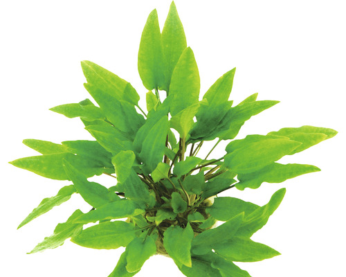 Aquariumpflanze mit grünen Blättern