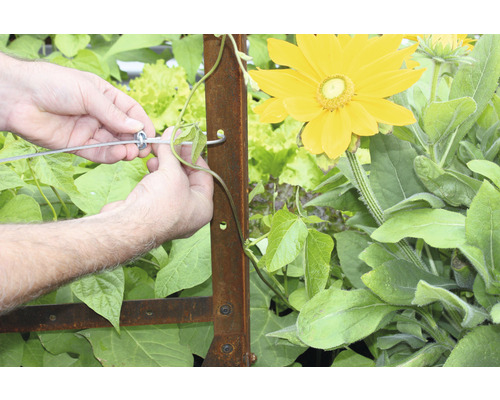 Person befestigt Pflanze an einem Rankgitter im Garten.