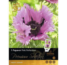 Verpackung einer Papaver Pink Perfection Pflanze