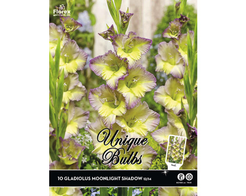 Verpackung mit 10 Gladiolenzwiebeln Moonlight Shadow