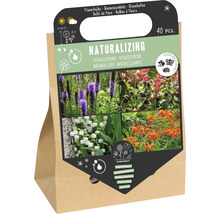 Packung Naturalizing Blumenzwiebeln, 40 Stück