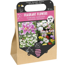 Verpackung Blumenzwiebeln mit Duftblumen, 30 Stück
