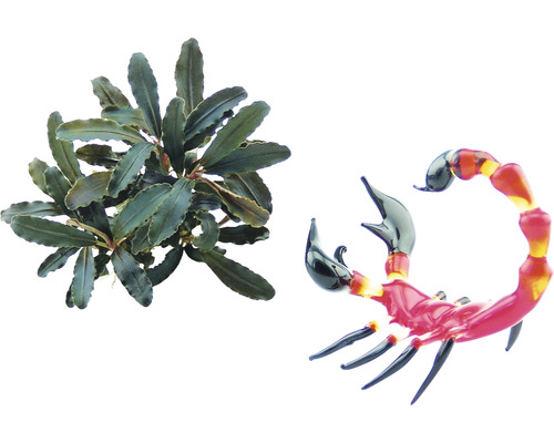 Aquarienpflanze und dekorativer Glas-Skorpion