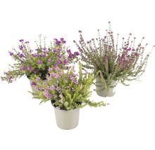 Drei Topfpflanzen mit violetten und rosa Blüten