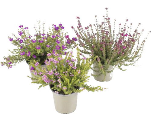 Drei Topfpflanzen mit violetten und rosa Blüten
