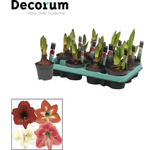 Amaryllis Blumenzwiebeln im Topf in einer Trage. Verschiedene Blütenfarben der Amaryllis sind dargestellt.