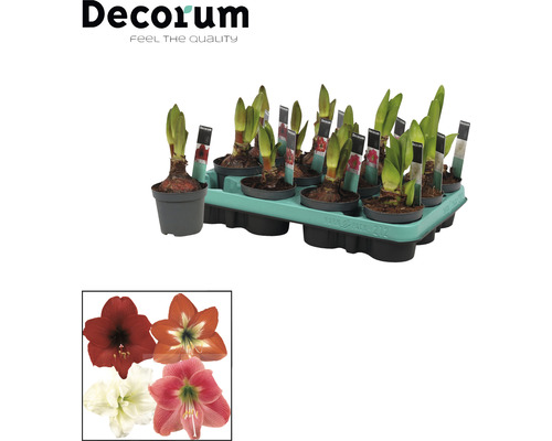 Amaryllis Blumenzwiebeln im Topf in einer Trage. Verschiedene Blütenfarben der Amaryllis sind dargestellt.