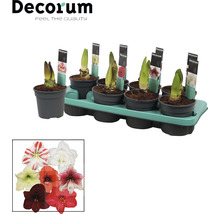 Amaryllis Zwiebeln in Töpfen auf einer Palette