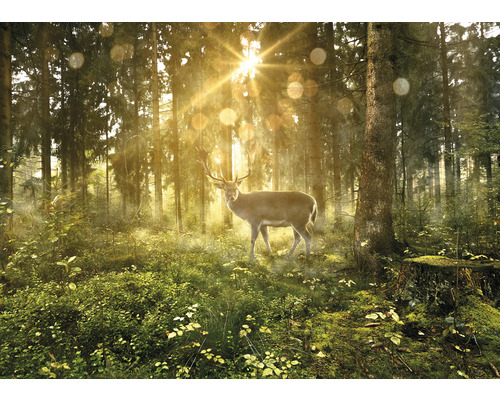 Hirsch im Wald mit Sonnenlicht