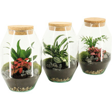 Drei Glasbehälter mit Pflanzen und Korkdeckel