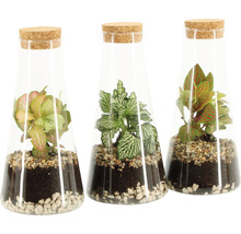 Drei Glasflaschen mit Pflanzen und Korken