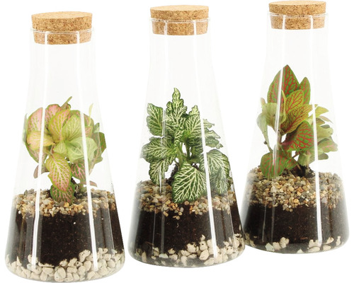 Drei Glasflaschen mit Pflanzen und Korken