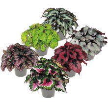 Verschiedene Begonienpflanzen in Töpfen