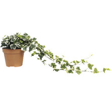 Efeu Pflanze im Topf