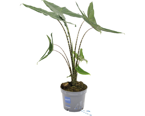 Alocasie, Tiger-Pfeilblatt FloraSelf Alocasia tigrina H ca. 60 cm Ø 17 cm Topf Zimmerpflanze Alocasia Zebrina im Topf