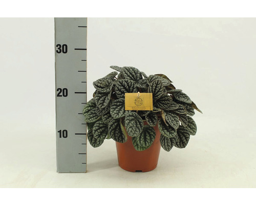 Peperomia caperata Pflanze im Topf