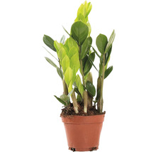 Zamioculcas Zimmerpflanze im Topf