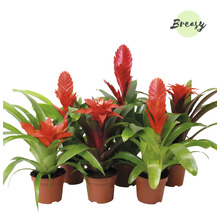 Gruppe von Bromelien in Töpfen