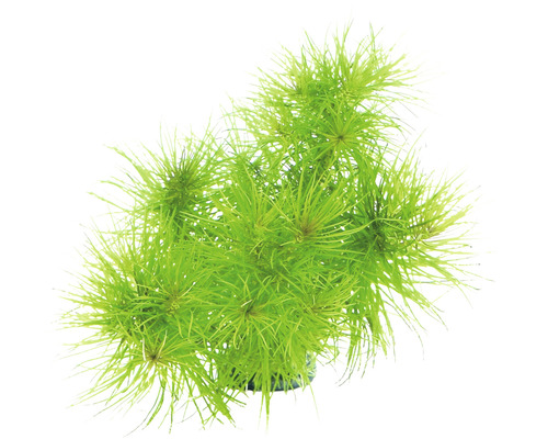 Künstliche Wasserpflanze für Aquarien