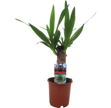 Yucca Zimmerpflanze im Topf