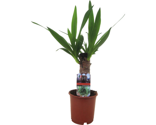 Riesen-Palmlilie, Yuccapalme FloraSelf Yucca elephantipes H ca. 40 cm Ø 12 cm Topf