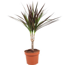 Drachenbaum Zimmerpflanze im Topf