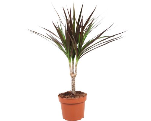 Drachenbaum FloraSelf Dracaena marginata H ca. 50 cm Ø 12 cm Topf Drachenbaum Zimmerpflanze im Topf