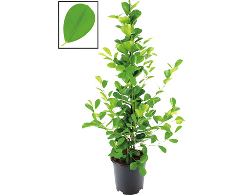 Chinesische Feige Lorbeer-Feige FloraSelf Ficus moclame H ca. 105 cm Ø 21 cm Topf Glückstaler Pflanze im Topf mit Blattdetail