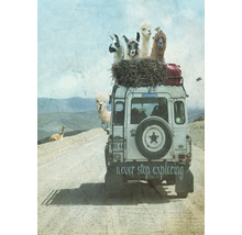 Ein Geländewagen auf einer unbefestigten Straße mit Lamas auf dem Dach und dem Schriftzug Never stop exploring.