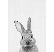 Porträt eines Hasen