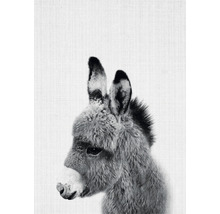 Nahaufnahme eines Esels