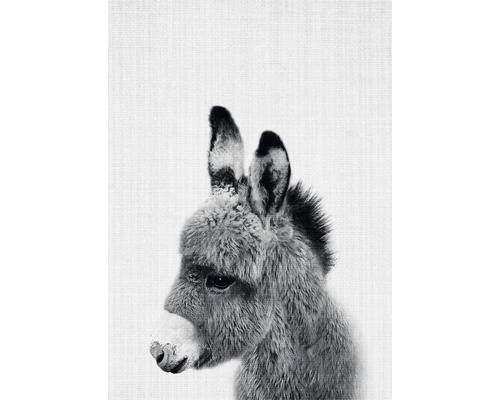 Nahaufnahme eines Esels