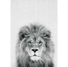 Schwarz-Weiß-Porträt eines Löwen mit voller Mähne