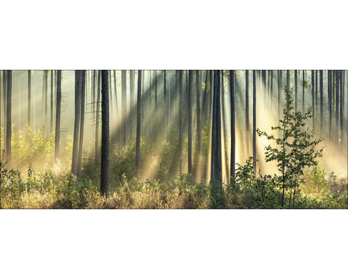 Glasbild Light-Flooded Forest I 80x30 cm