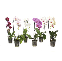 Verschiedenfarbige Orchideen in Töpfen
