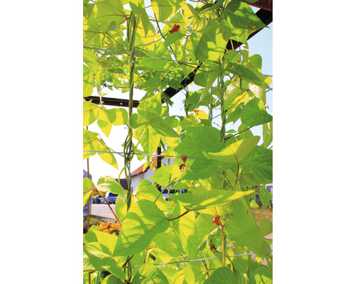 Kletterpflanzen mit Blättern und roten Blüten an einem Rankgitter