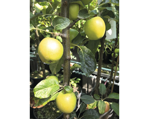 Bio Säulenapfel FloraSelf Bio Malus domestica 'Golden Gate' H 130-150 cm Co 7,5 L Apfelbaum mit reifen Äpfeln an den Ästen